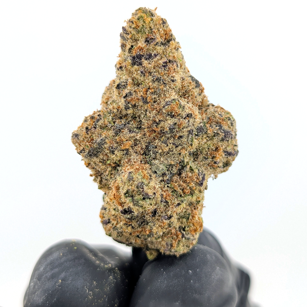 Black Diamond Flower