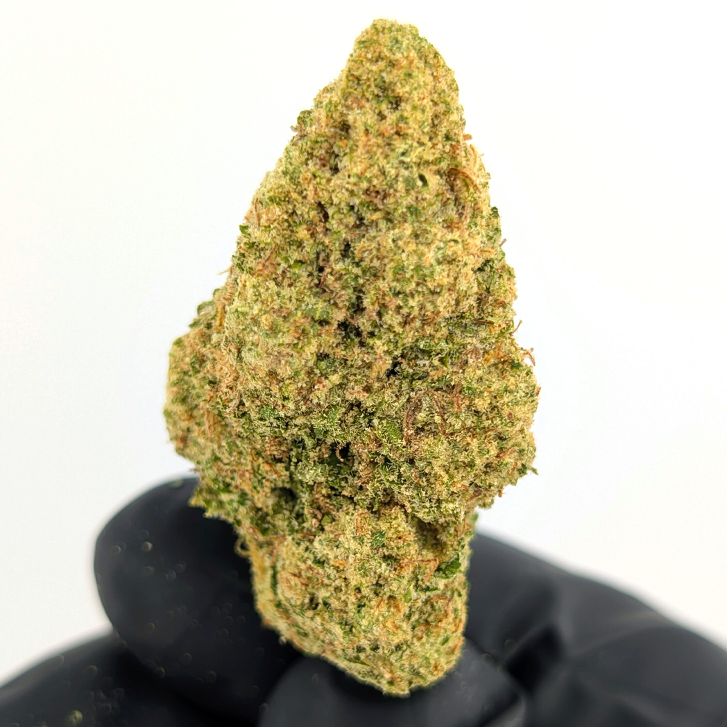 Colombian Gold Flower