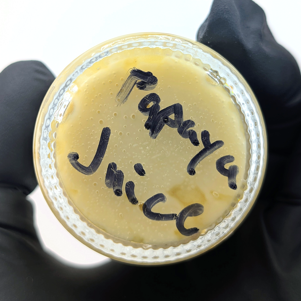 Papaya Juice Live Rosin Concentrate