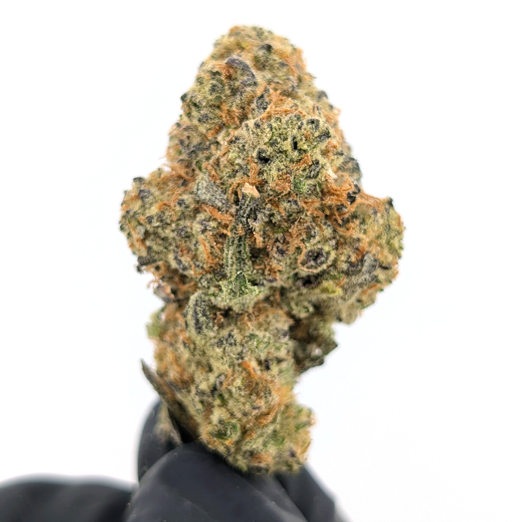 Rocky Mountain Flower