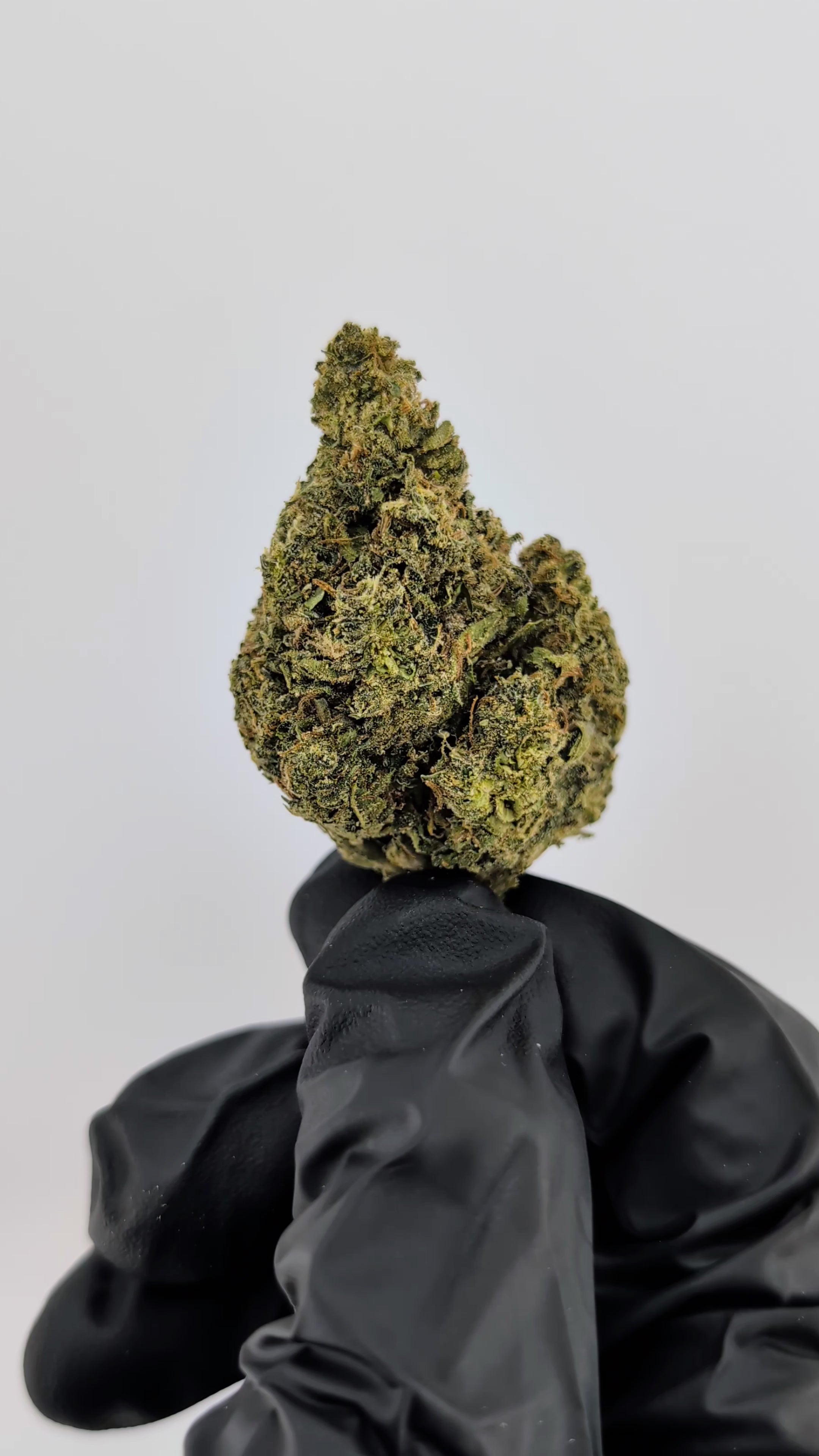 Load video: Gelato - 24.08% - Exotic Flower