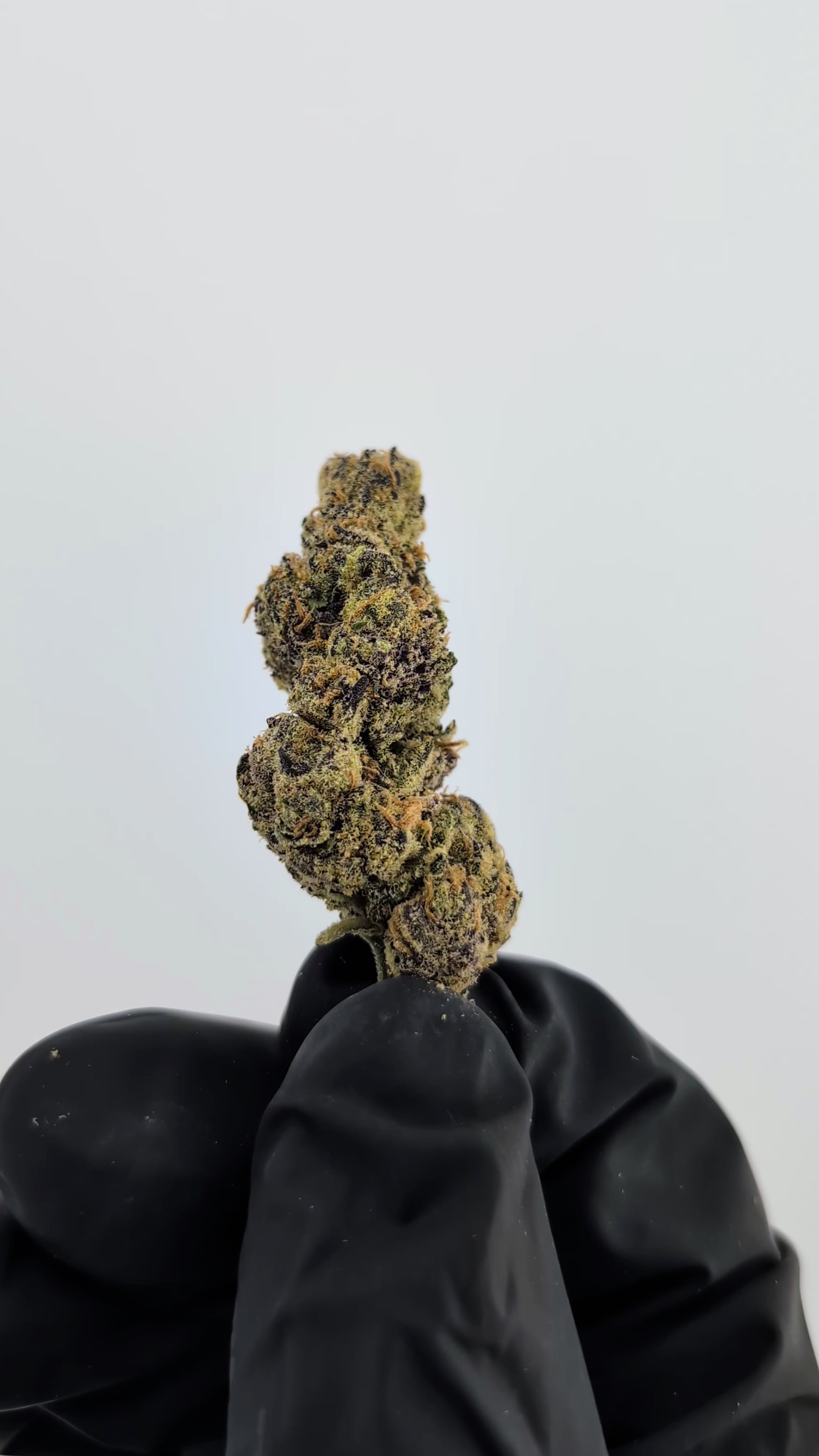 Load video: Mandarin Cookies - 19.44% -  Legendary Flower