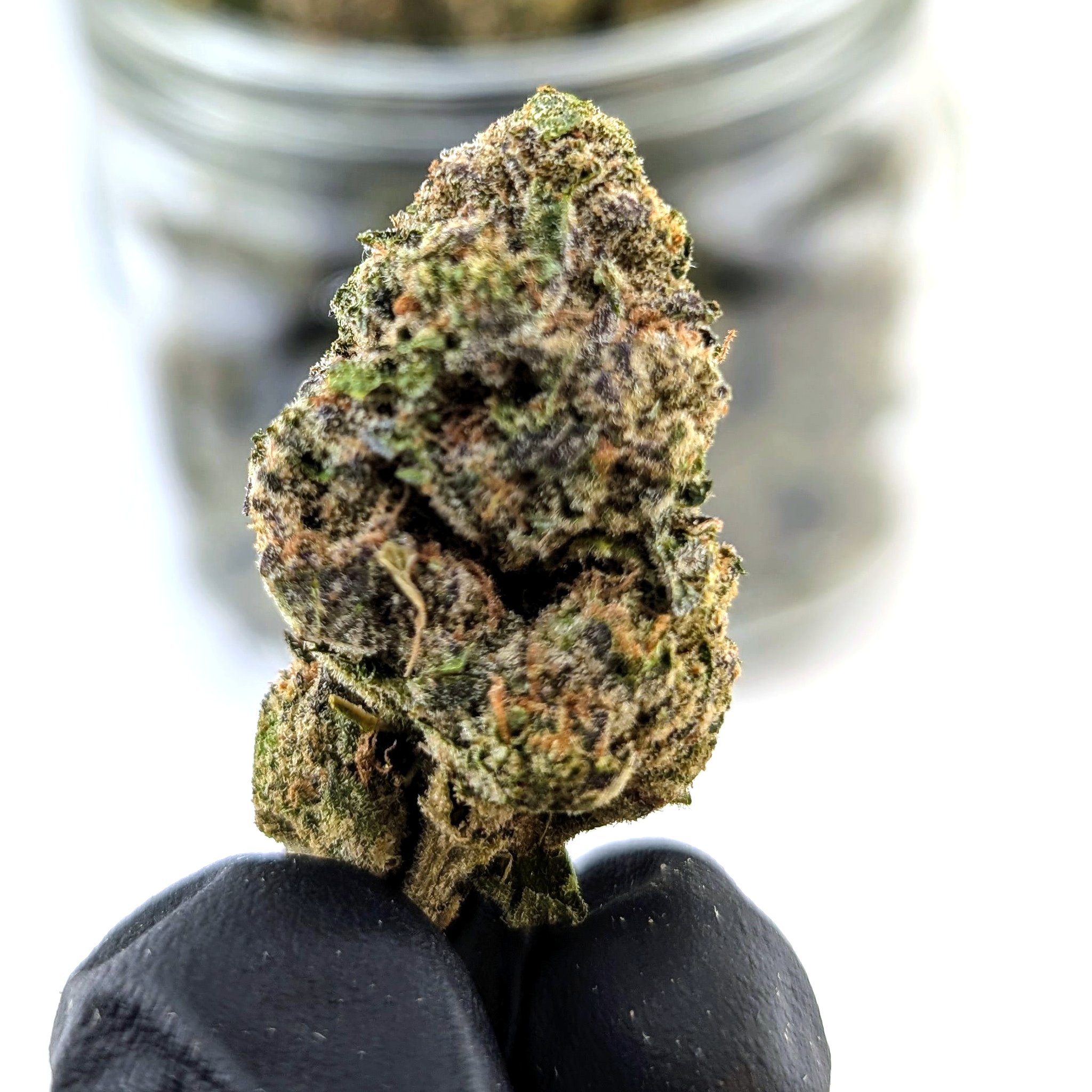 Amnesia Haze - 24.32%- Exotic Flower