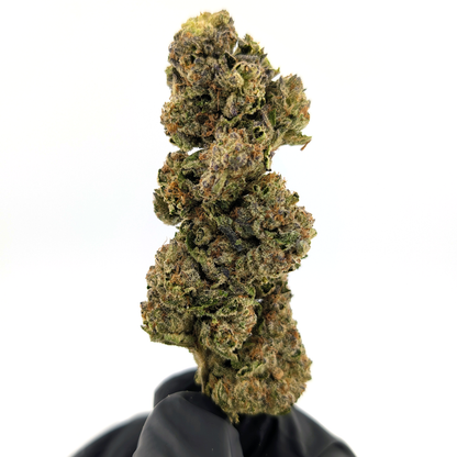 Black Maple Syrup Flower