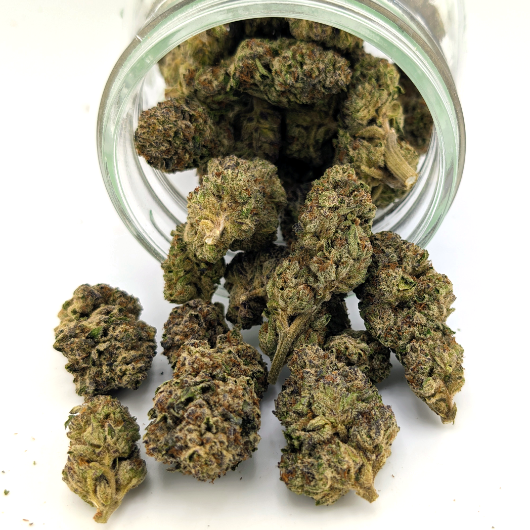 Black Maple Syrup Flower