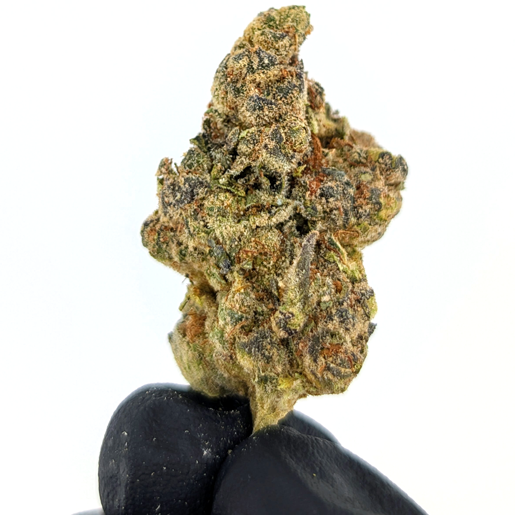 Block Berry- 25.89- Exotic Flower