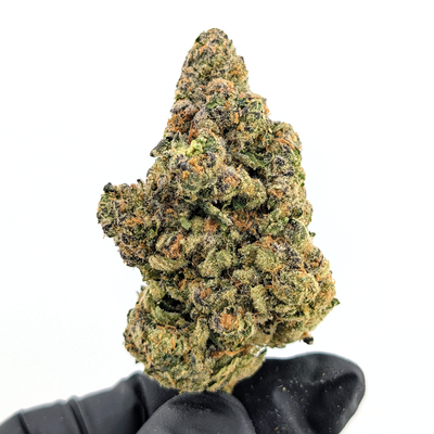 Blue Sherbet Flower