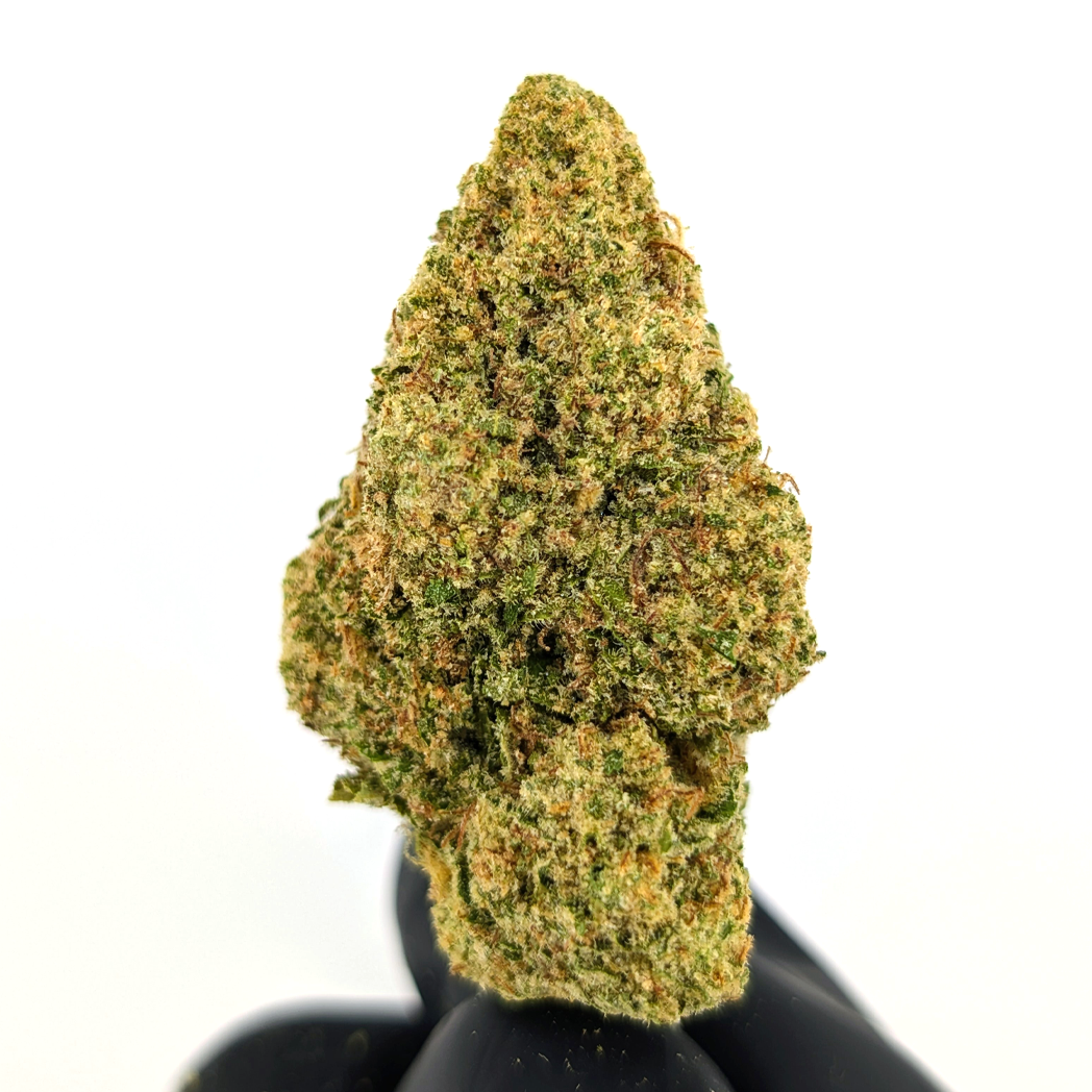 Colombian Gold Flower