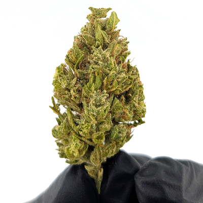 Flex Panther Flower