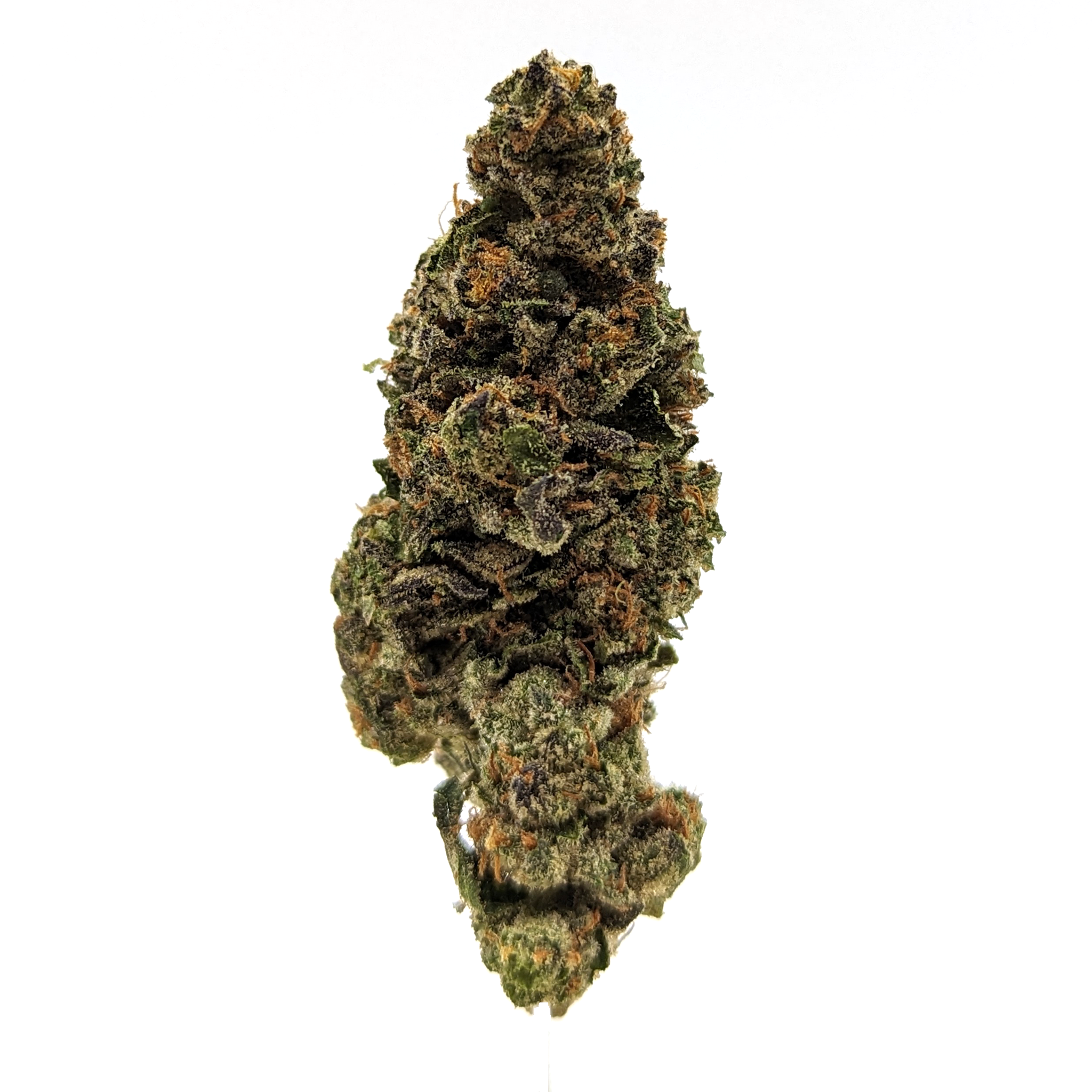 Gelato Punch- Indoor Flower