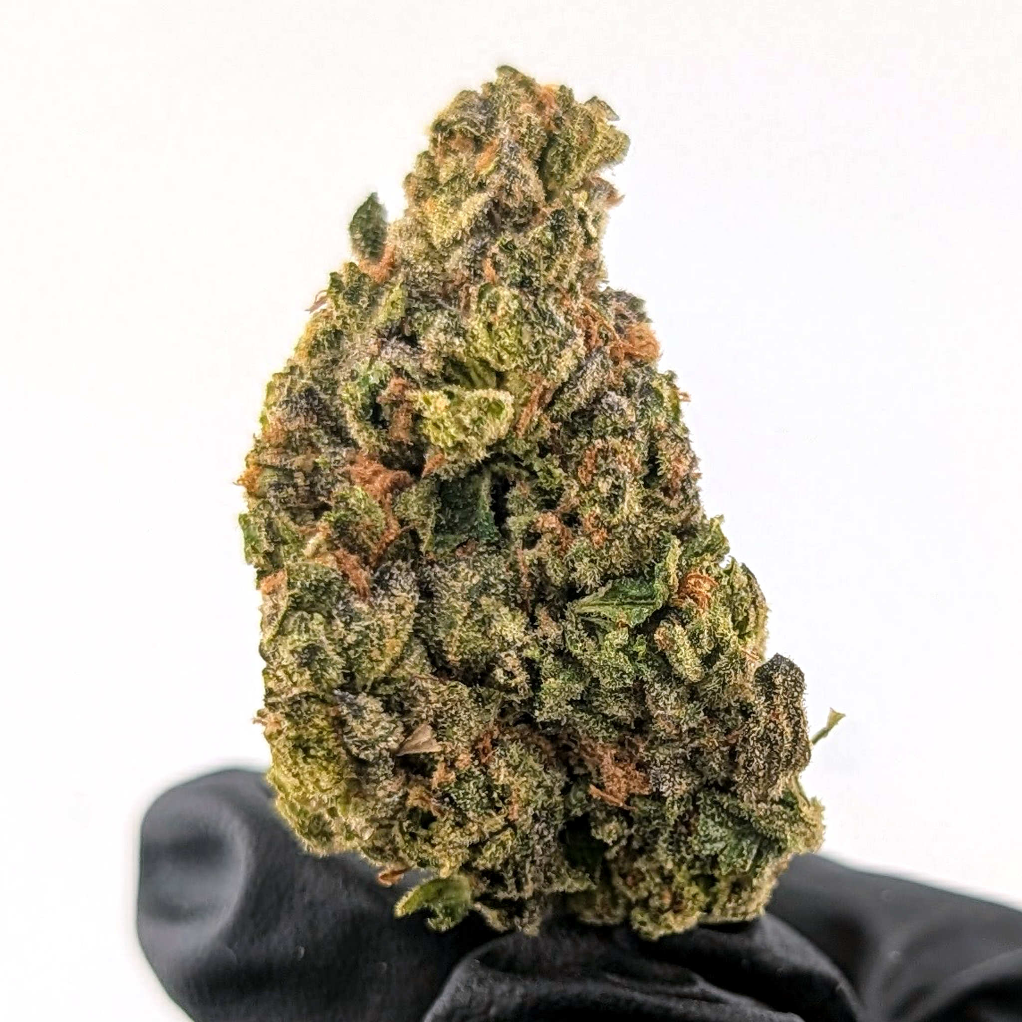 Glitter Bomb - 25.17%- Exotic Flower