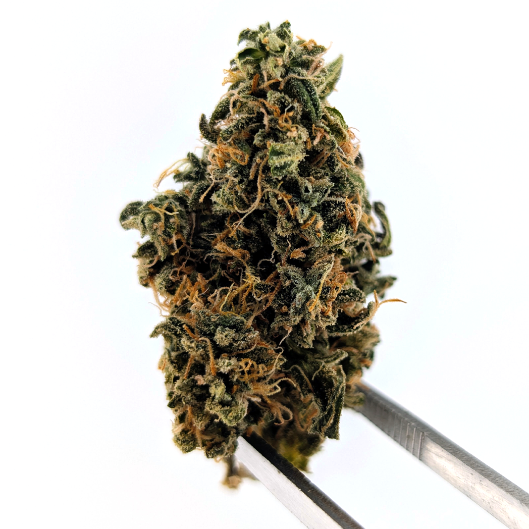 Grape Mimosa Flower