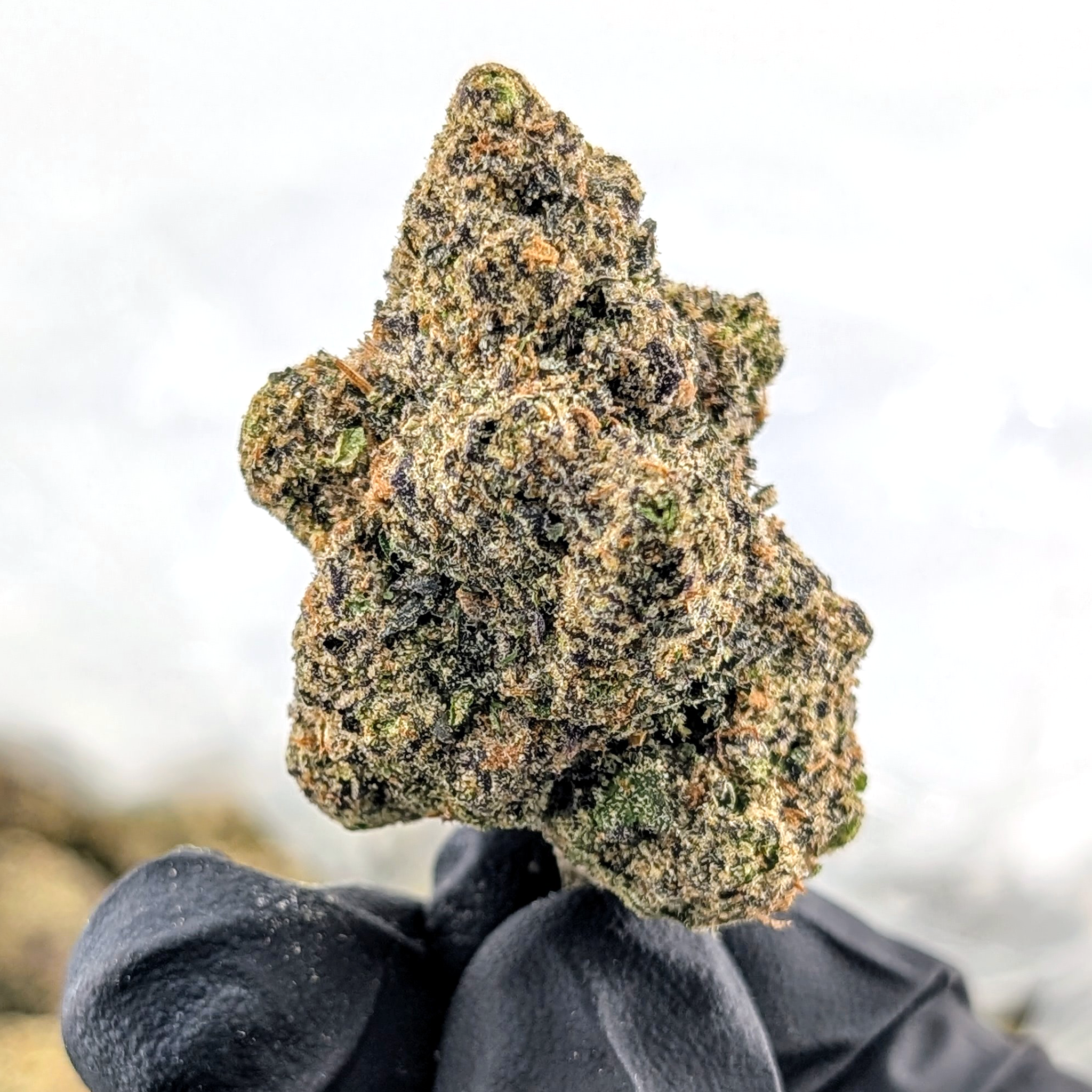 Jet Fuel OG- 21.88%- Exotic Flower