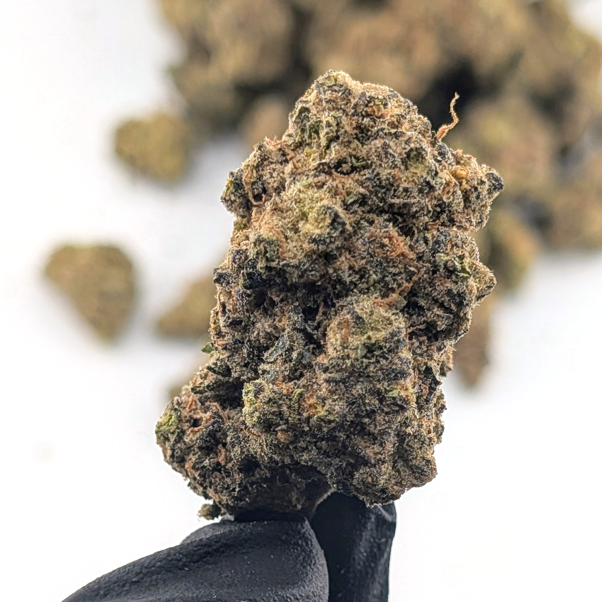 Melonade - 26.21%- Exotic Flower