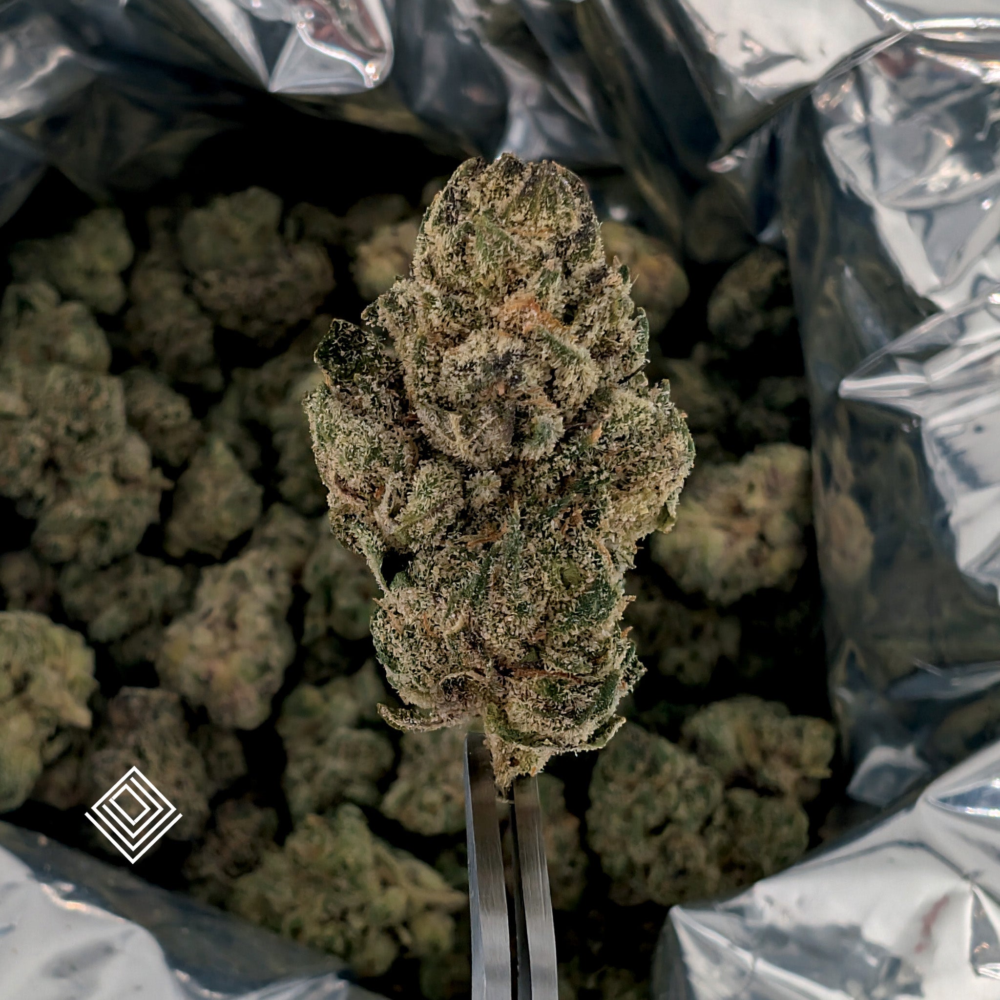 Mint Chocolate Runtz- 24.9%- Exotic Flower