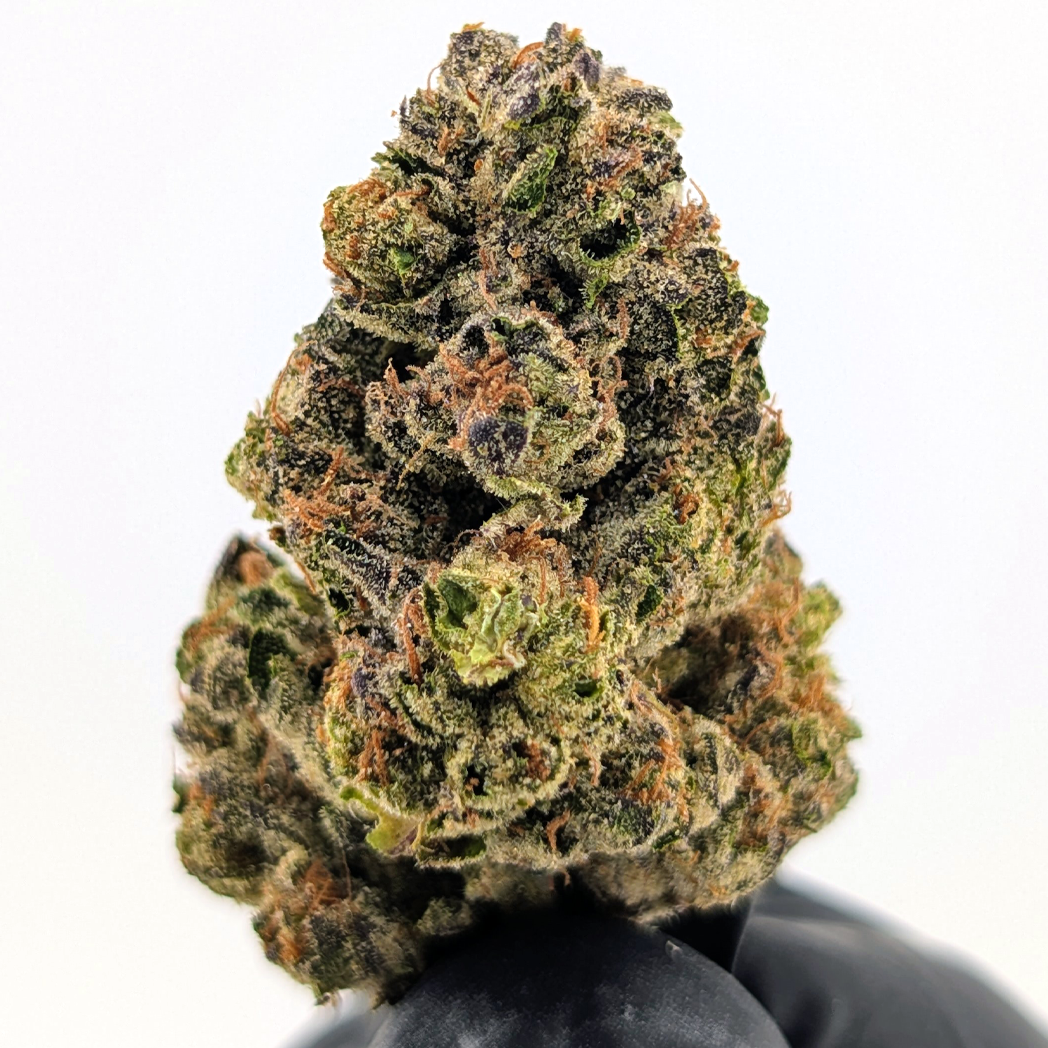 Mochi - 25.87% - Exotic Flower