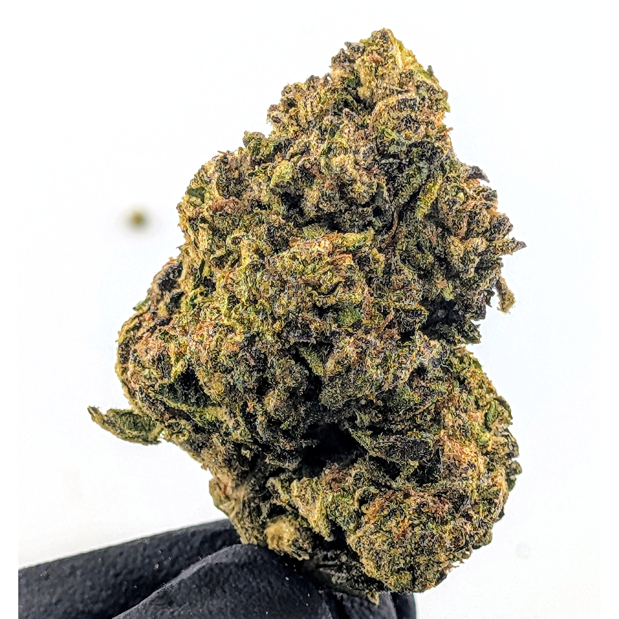 Oreoz- 22.03%- Average Flower