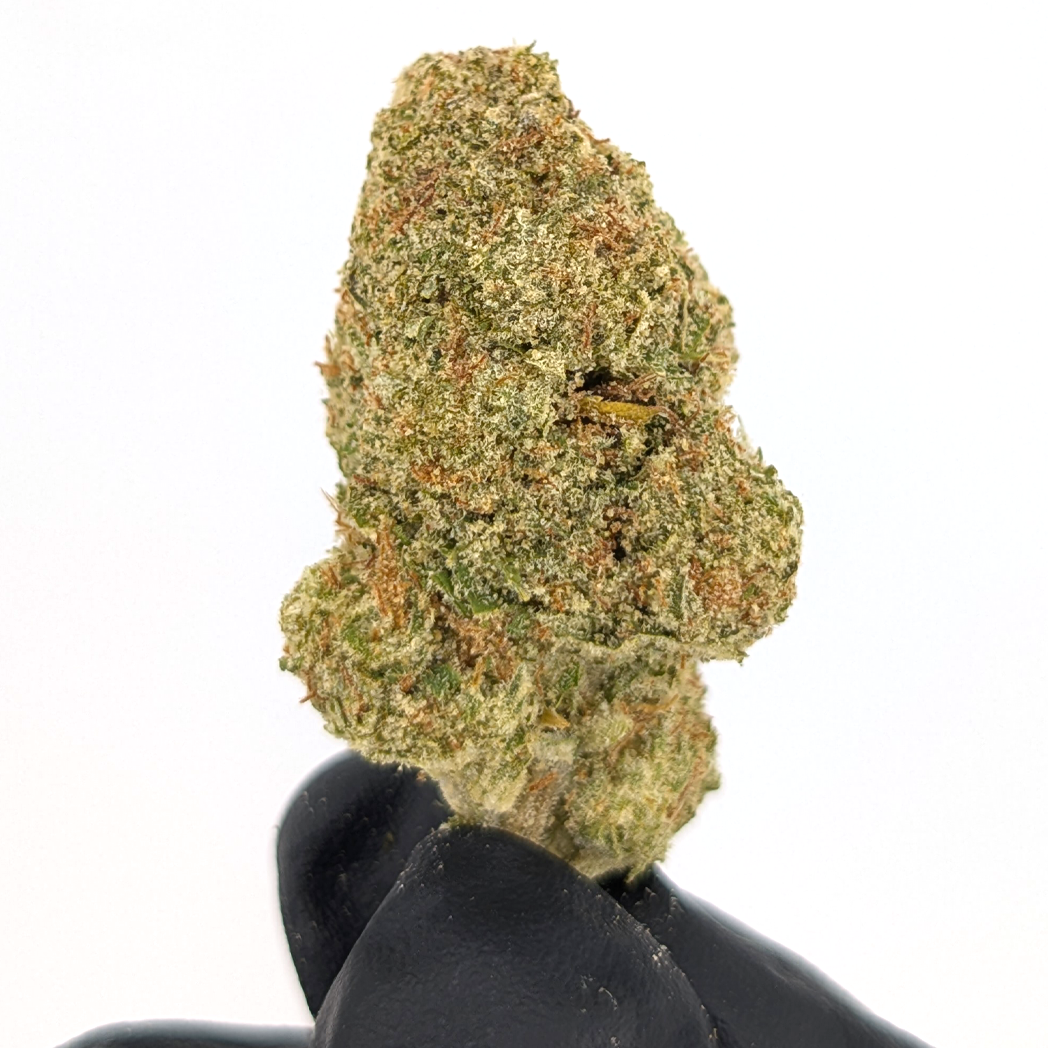 Papaya Punch - 30.25 - Exotic Flower