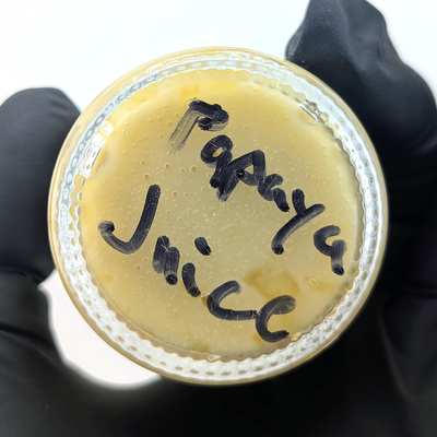 Papaya Juice Live Rosin Concentrate