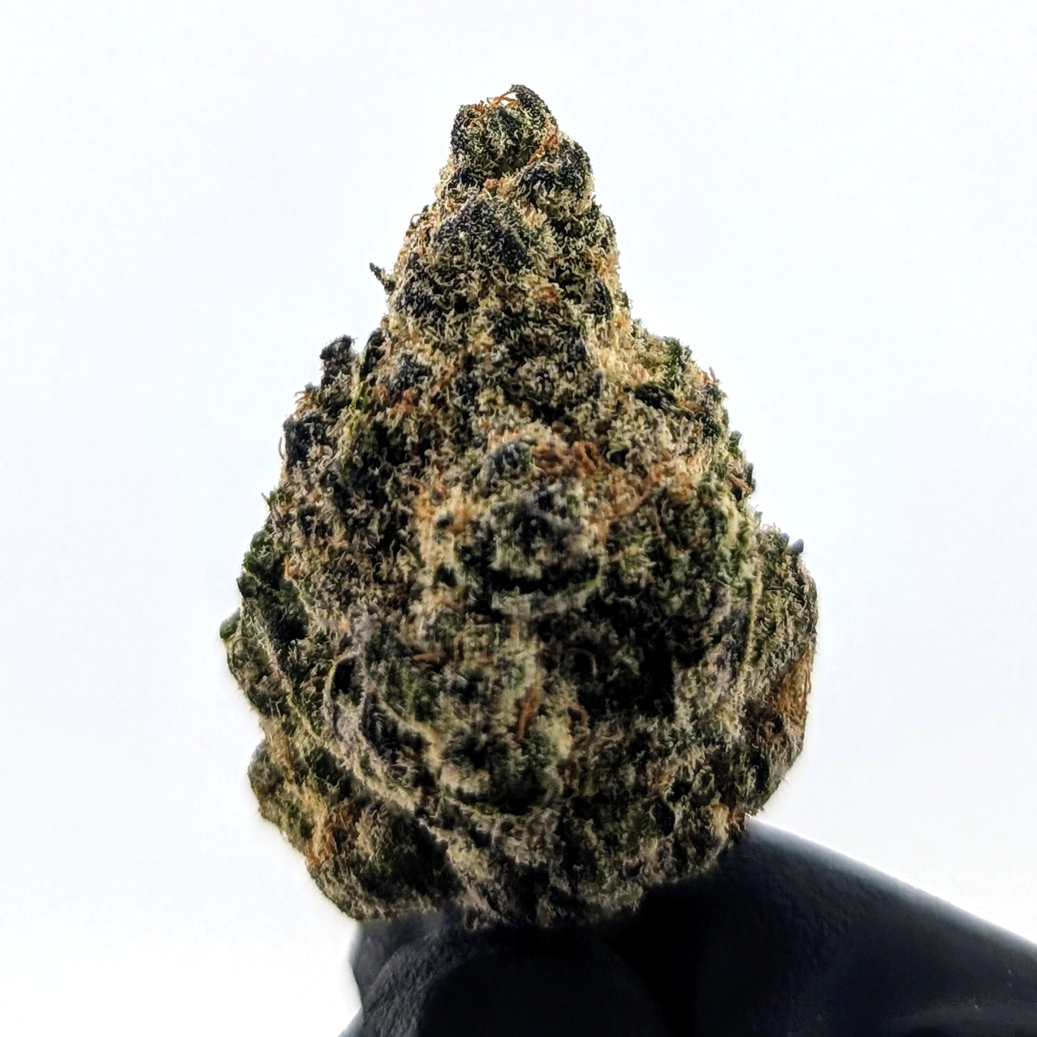 Purple Tesla - 19.97%- Exotic Flower