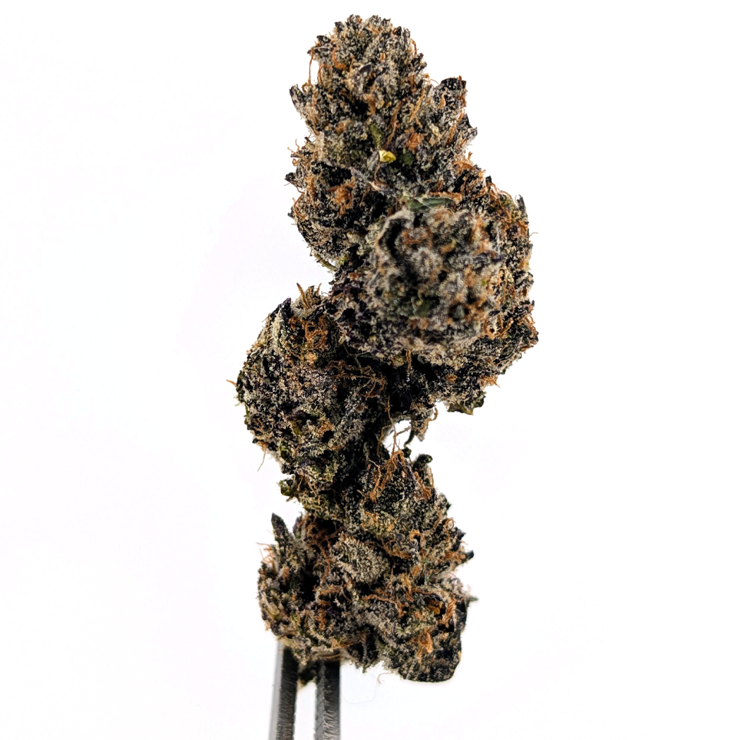 Purple Truffle Flower