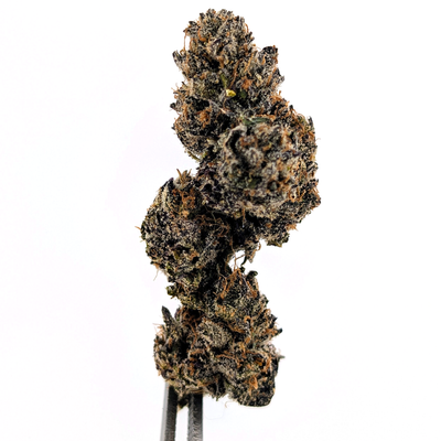 Purple Truffle Flower
