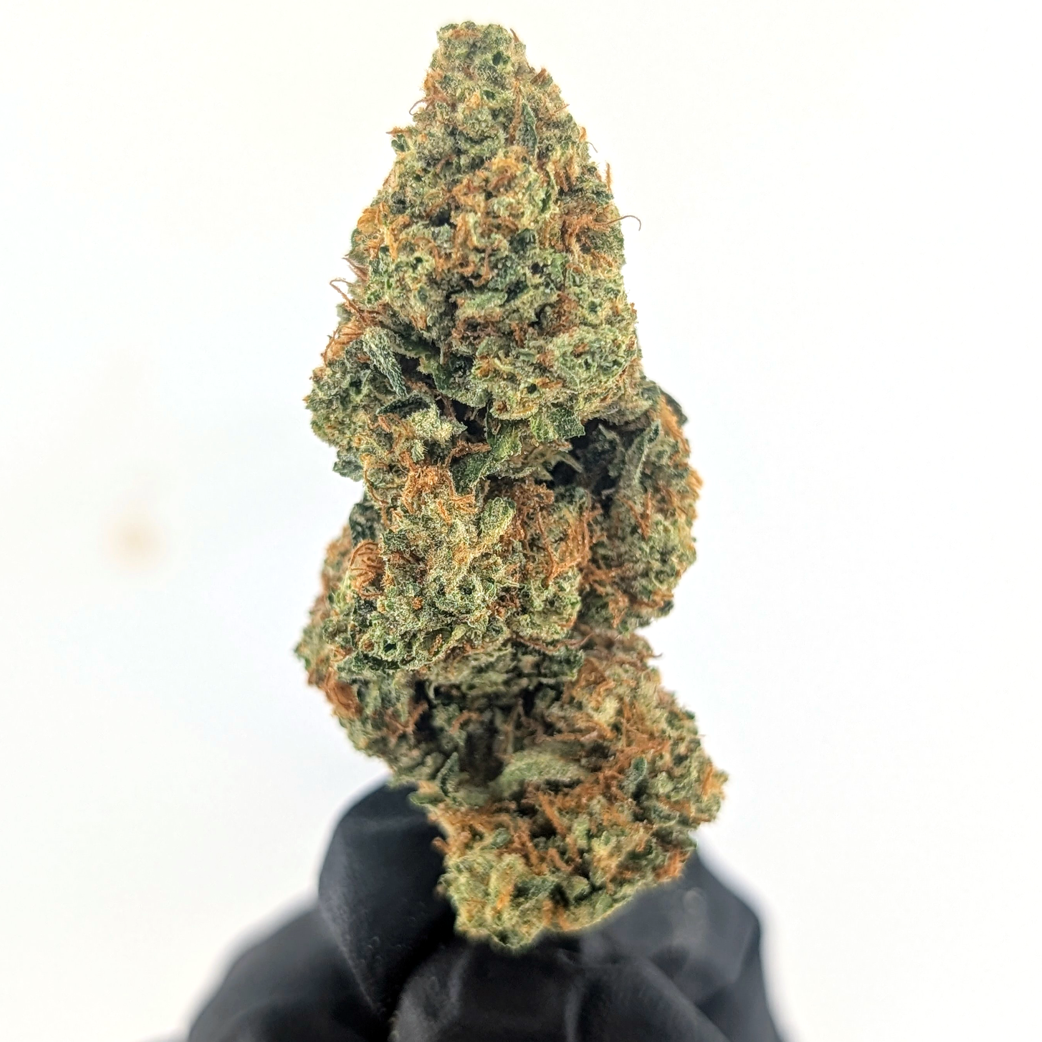 Sherblato- 25.25%- Strong Flower