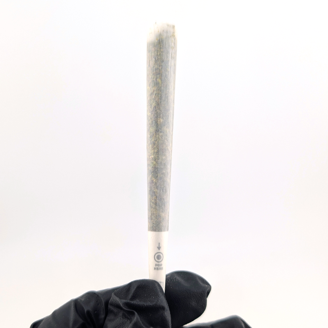 White Devil Infused King Sized Pre-Roll