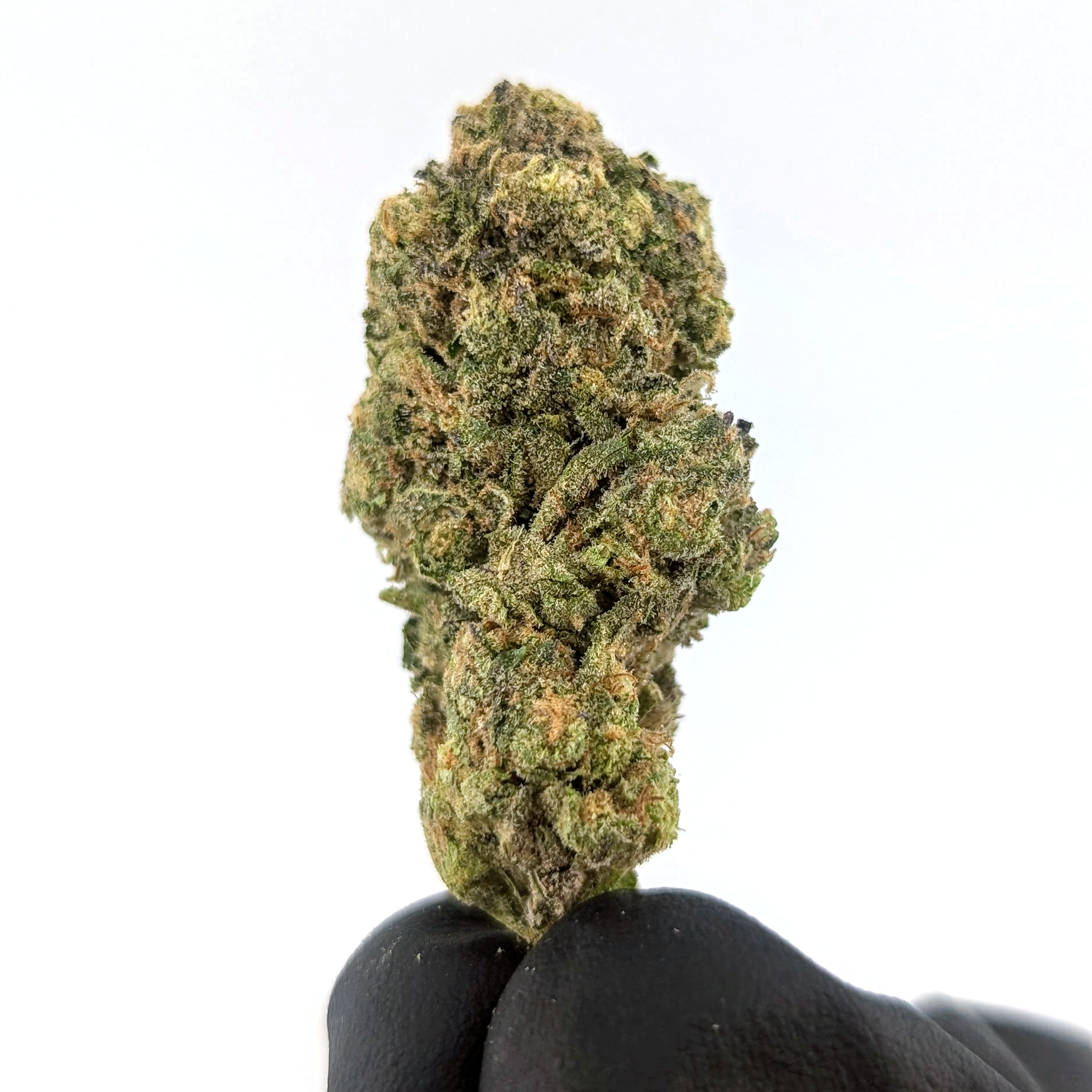 Waffle Cone - 24.47%- Exotic Flower