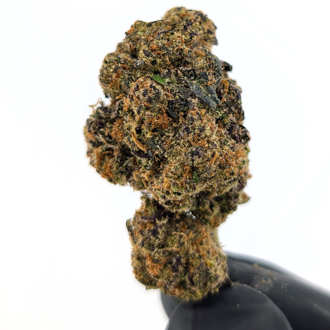 Pink Champagne Flower