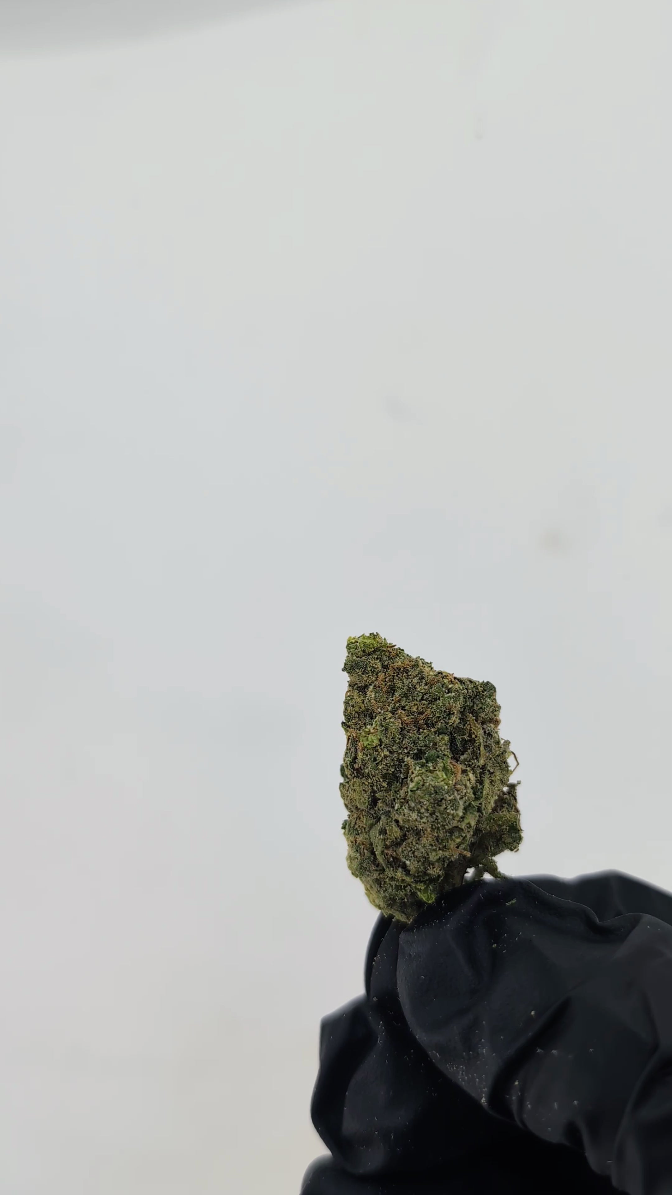 Load video: Sugar Bomb - 25.17% - Exotic Flower