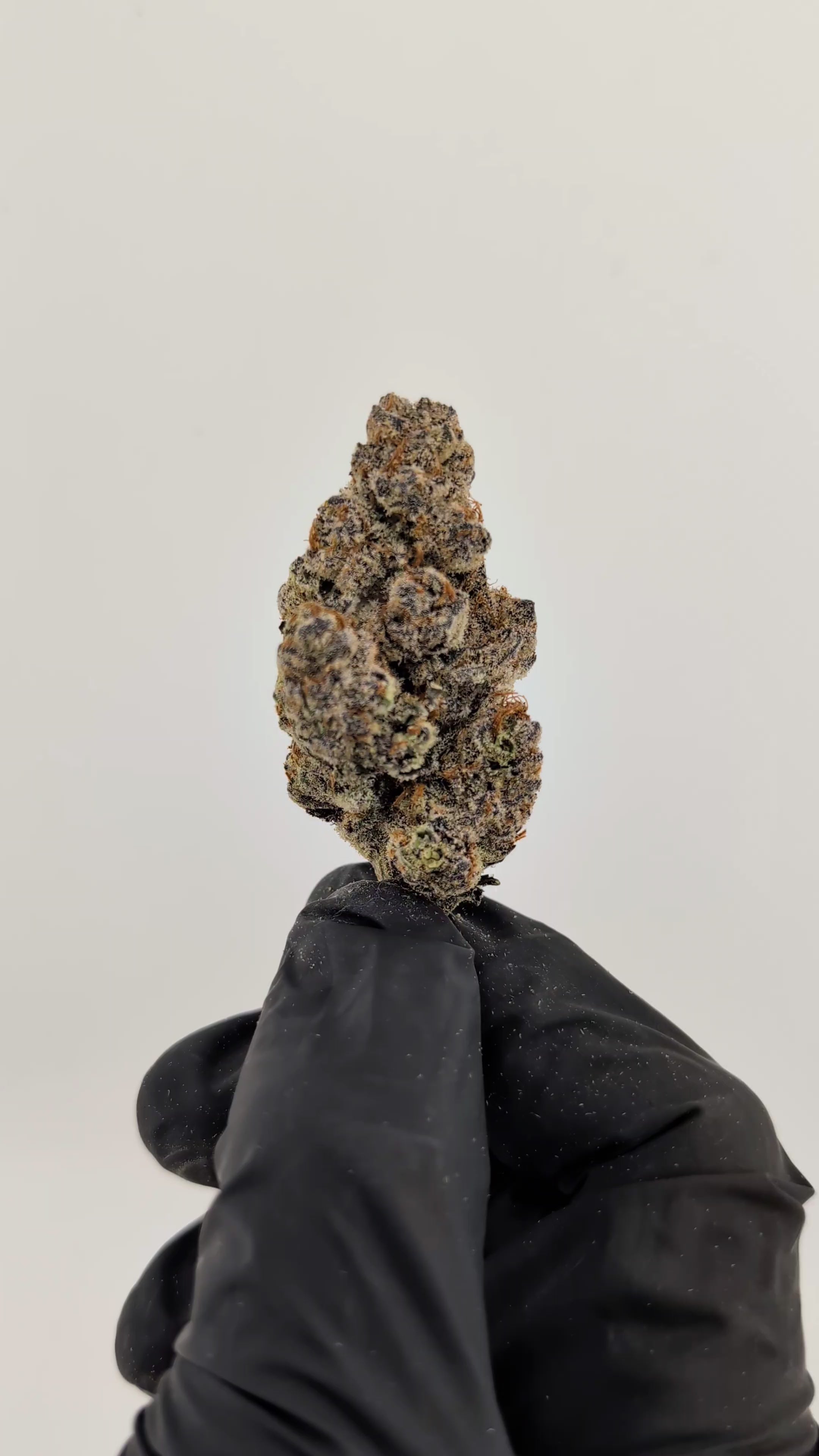 Load video: Biscotti Flower