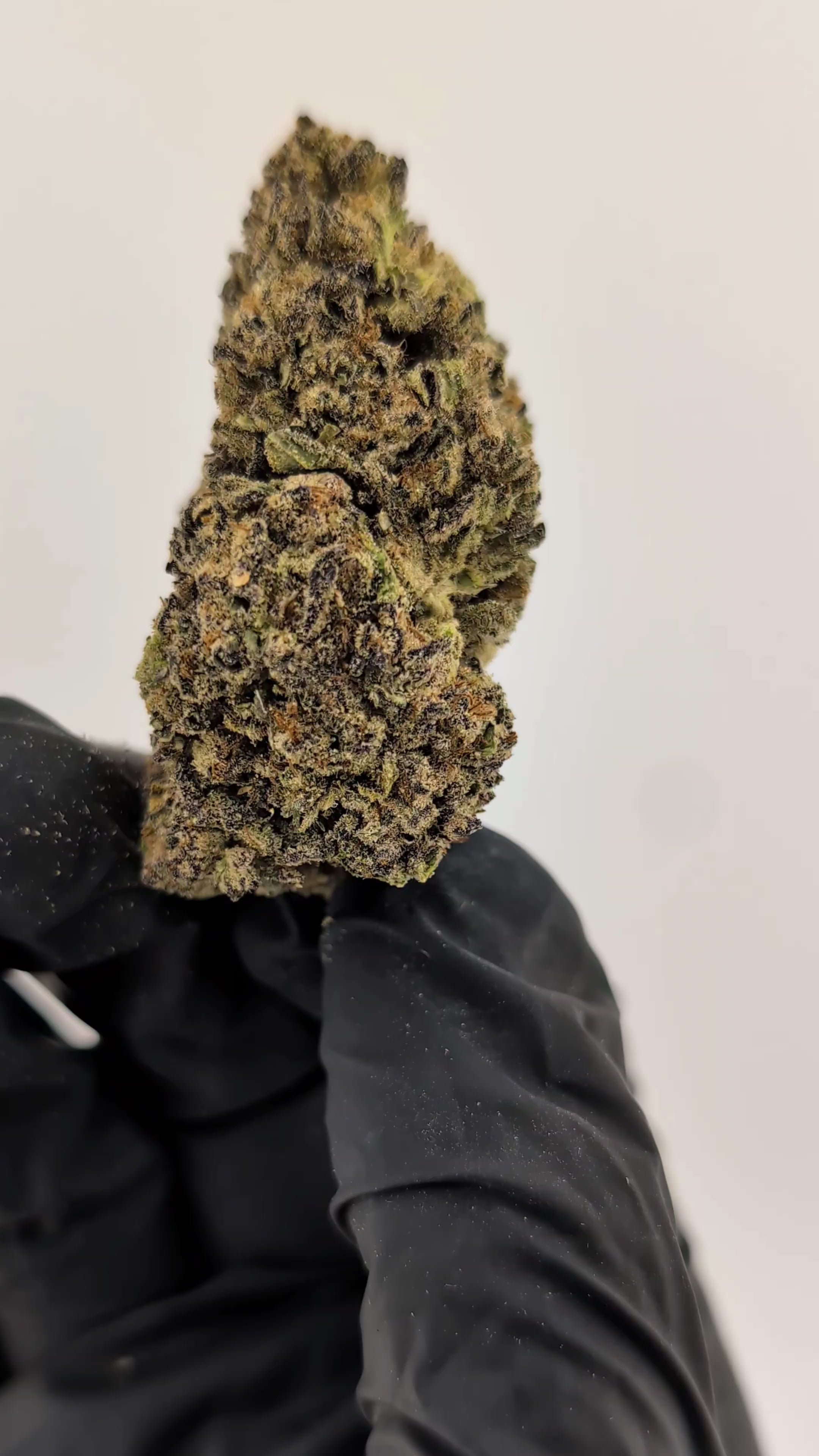 Load video: Oreoz- 31.45%-  Exotic Flower