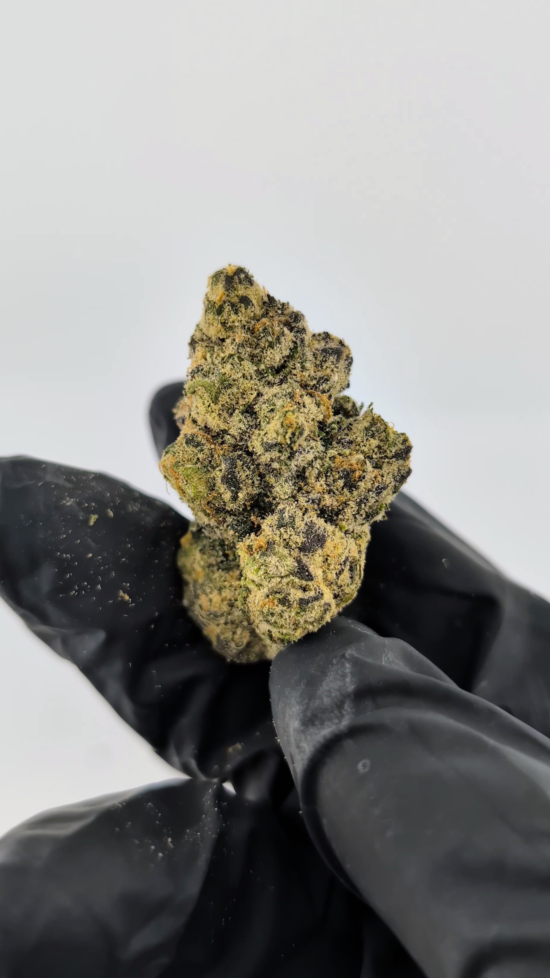 Load video: Sugar Cookies - 22.96% - Legendary Flower