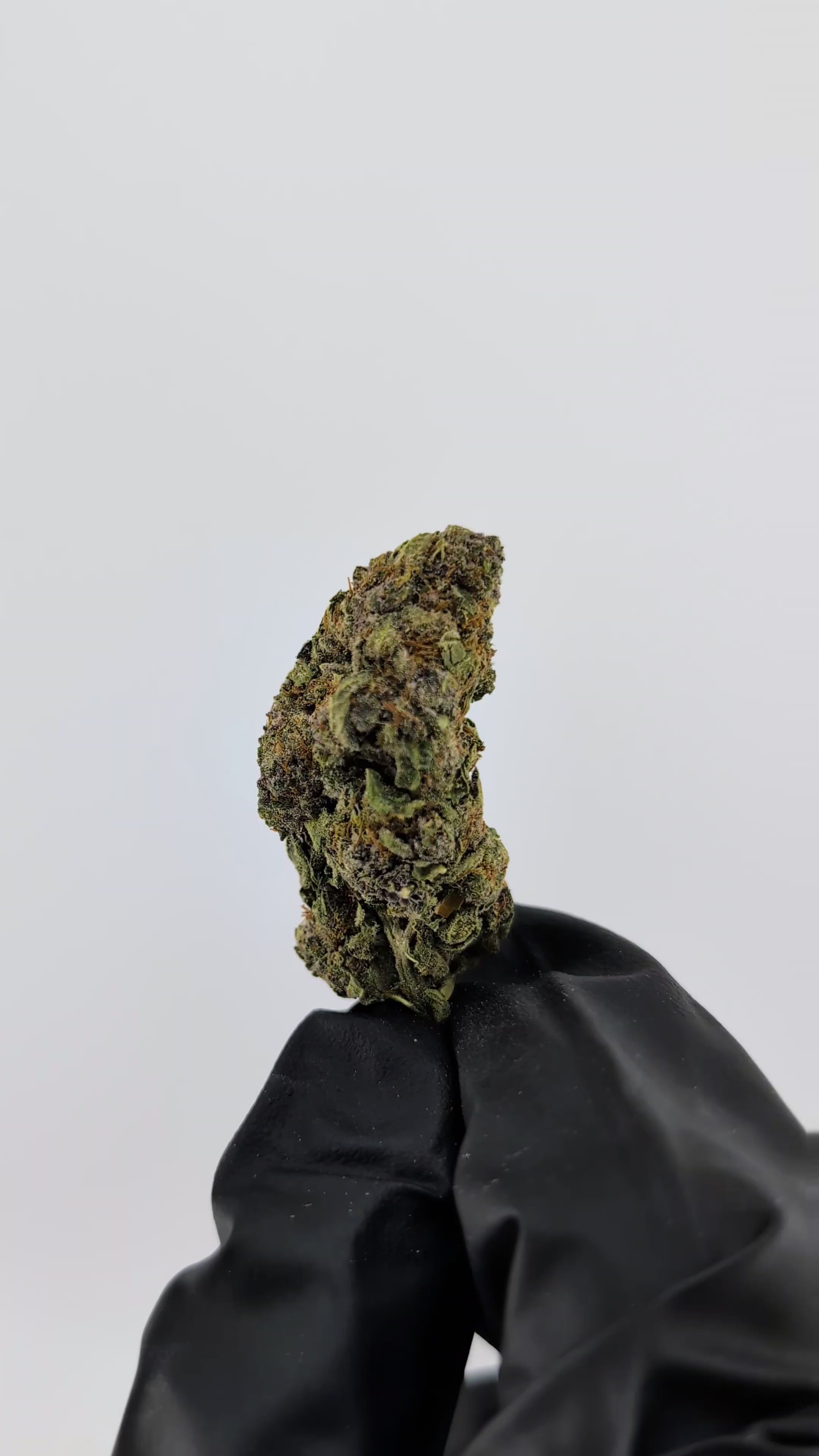 Load video: Tropical Summer - 28.63% - Exotic Flower