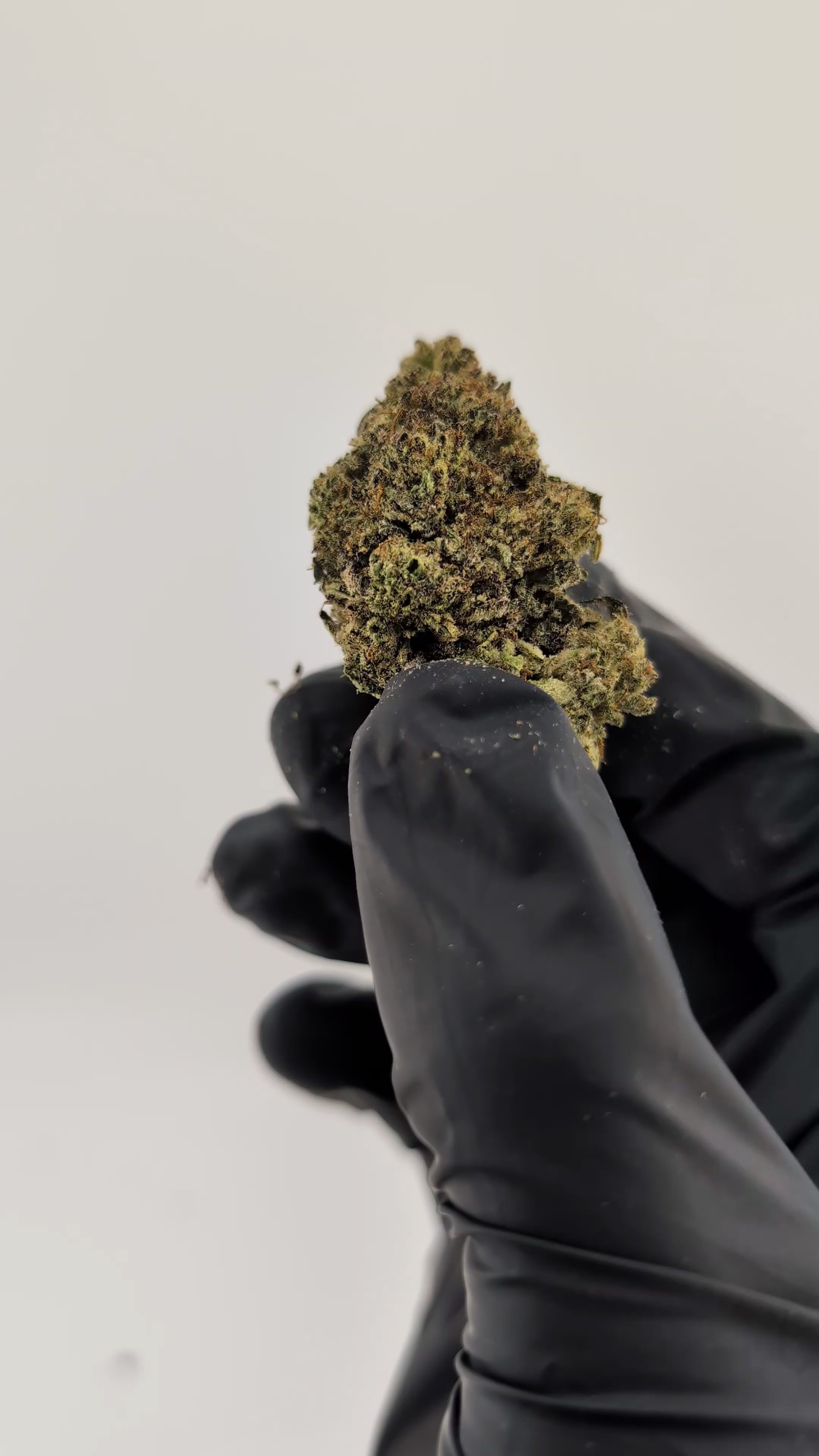 Load video: Wonderbread Flower