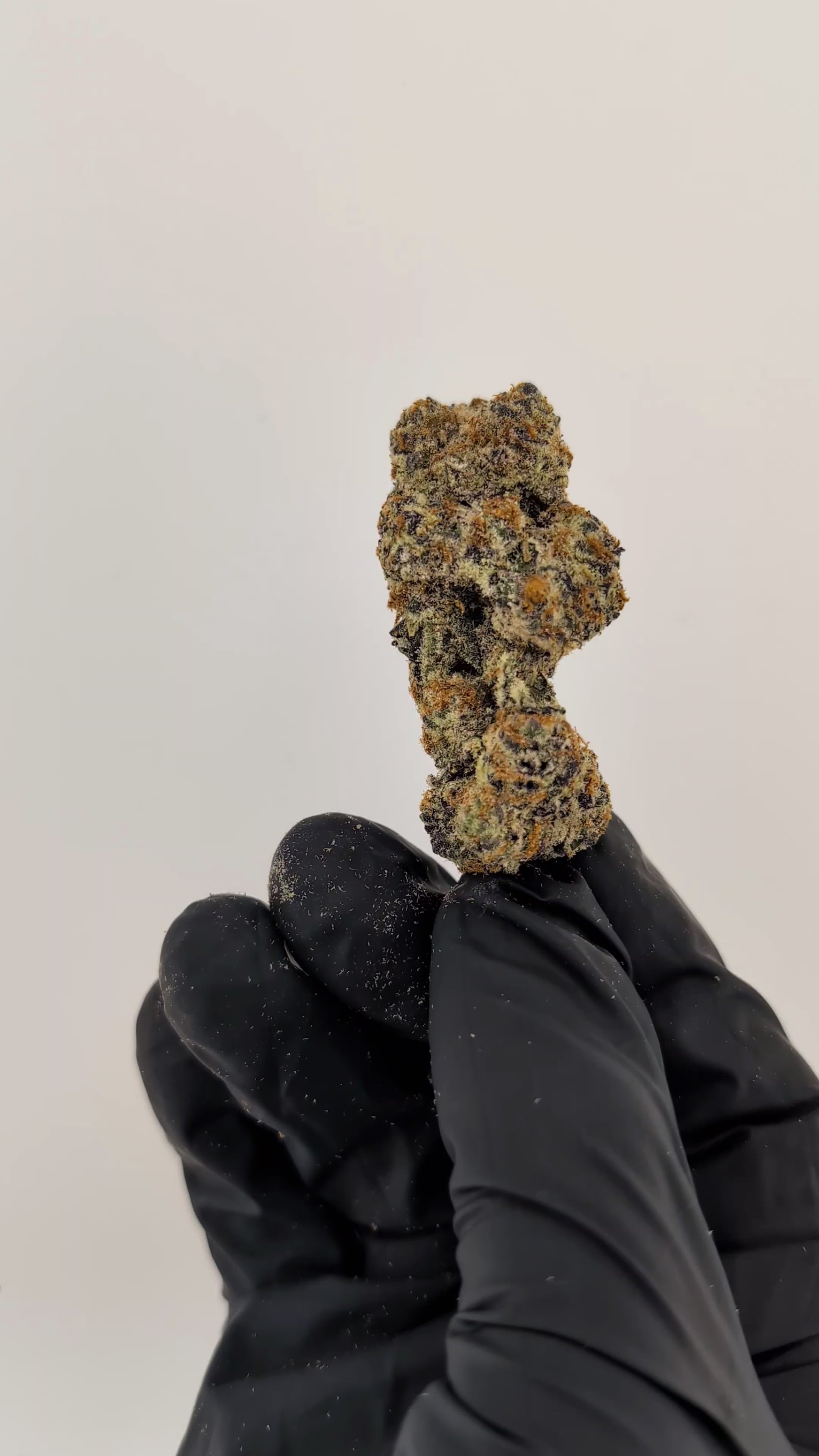 Load video: Strawberry Shortcake Flower