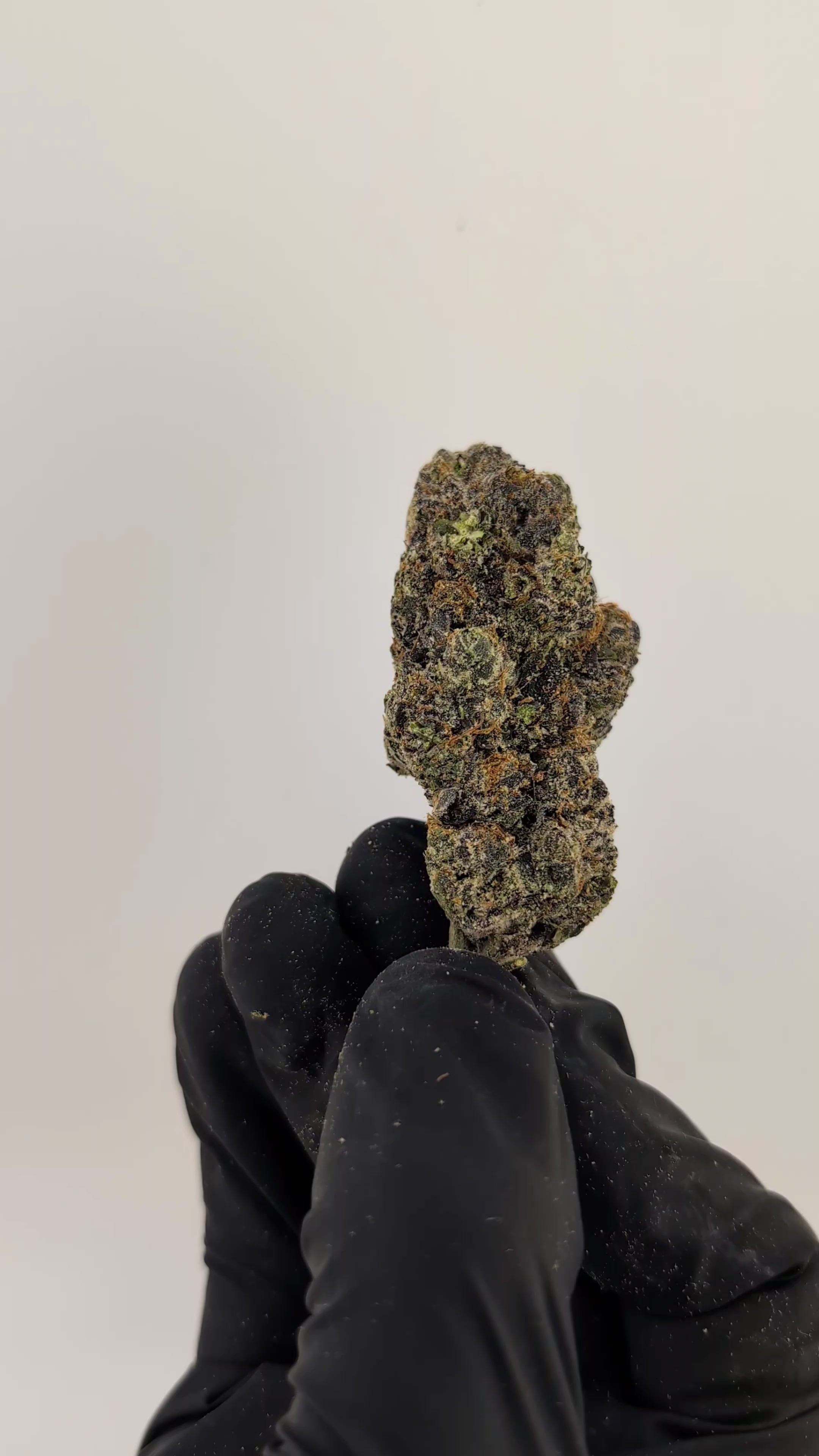 Load video: Blue Guava Flower