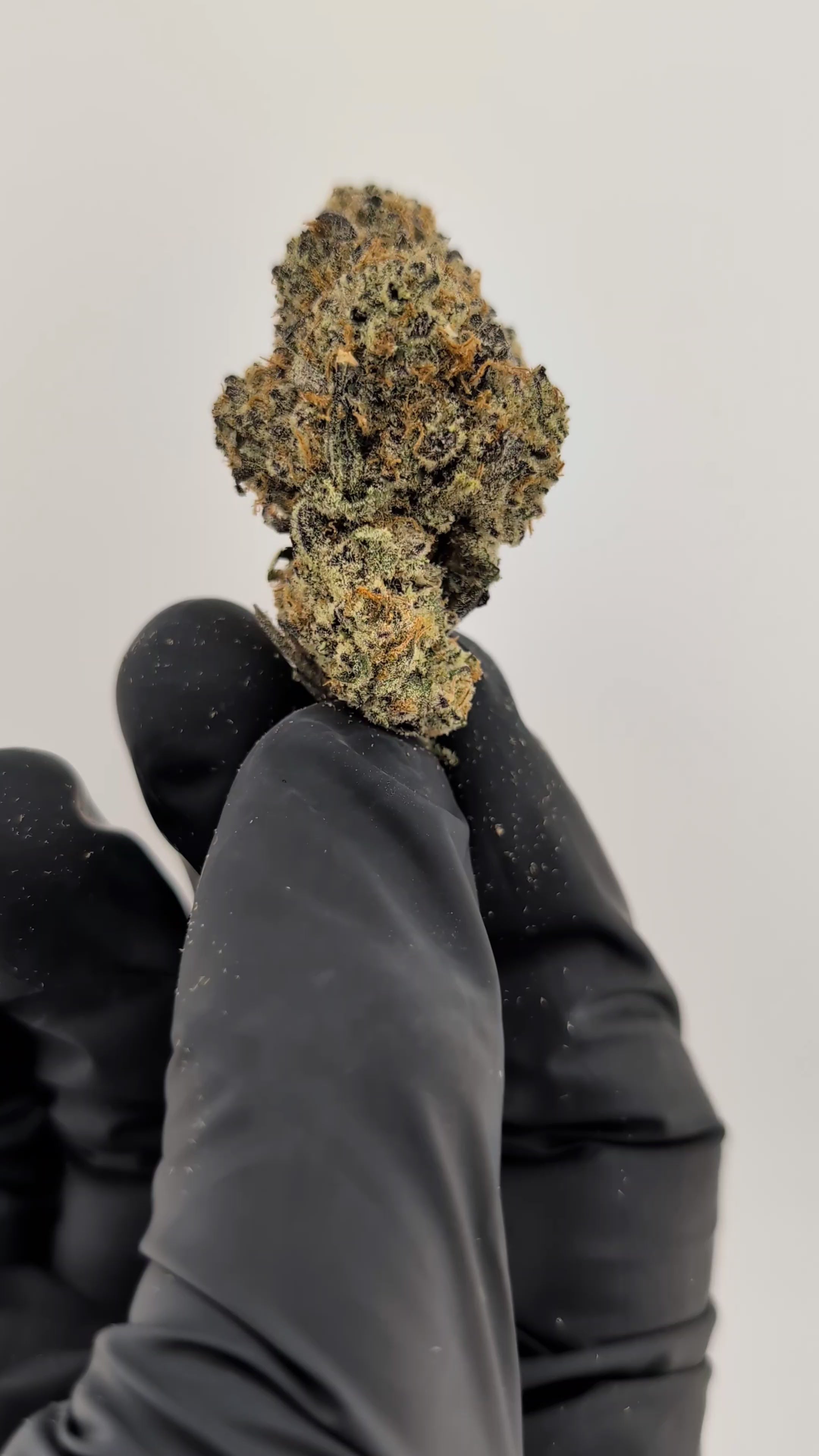 Rocky Mountain Flower