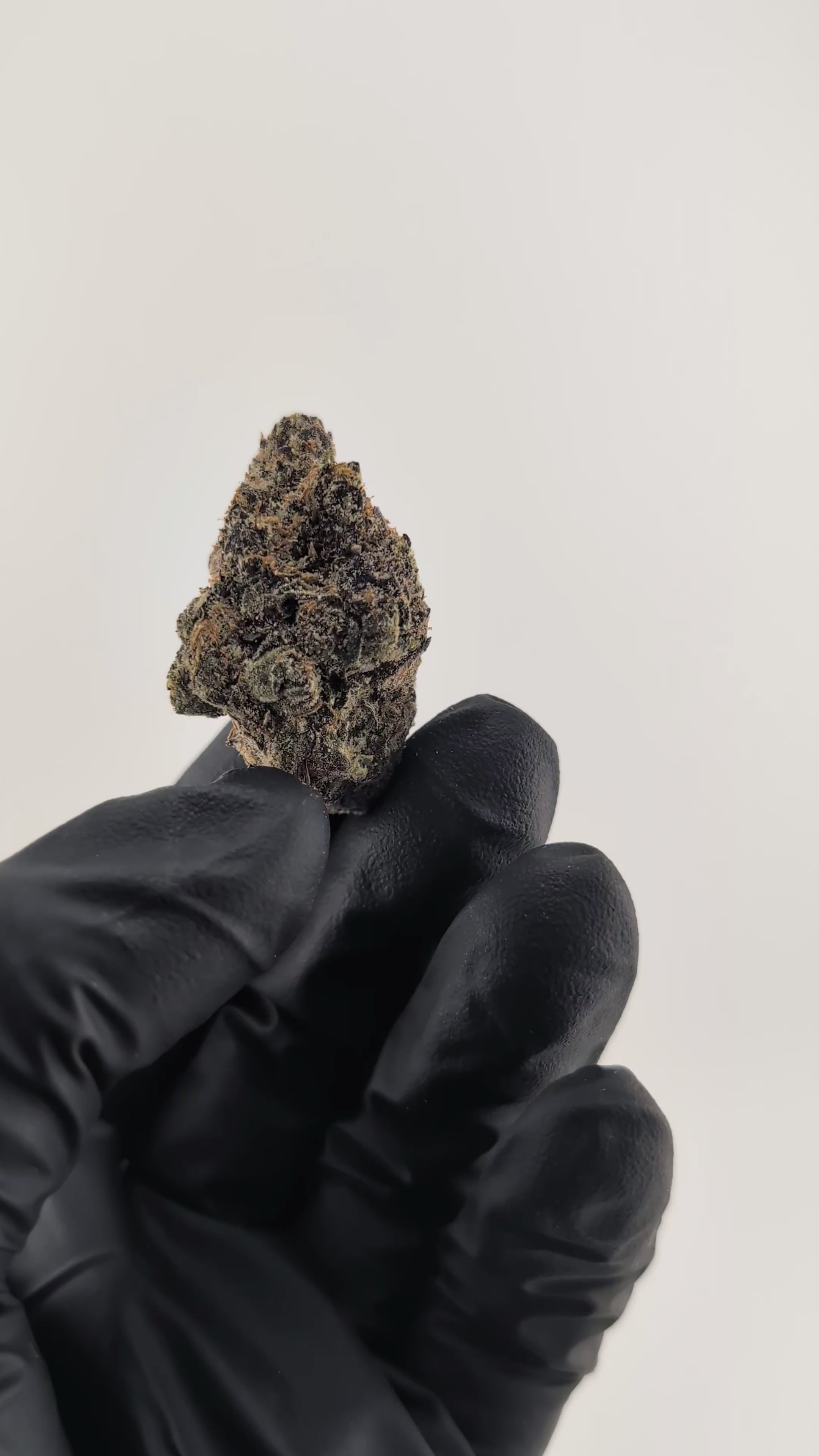 Load video: Jumbo Nerdz Flower