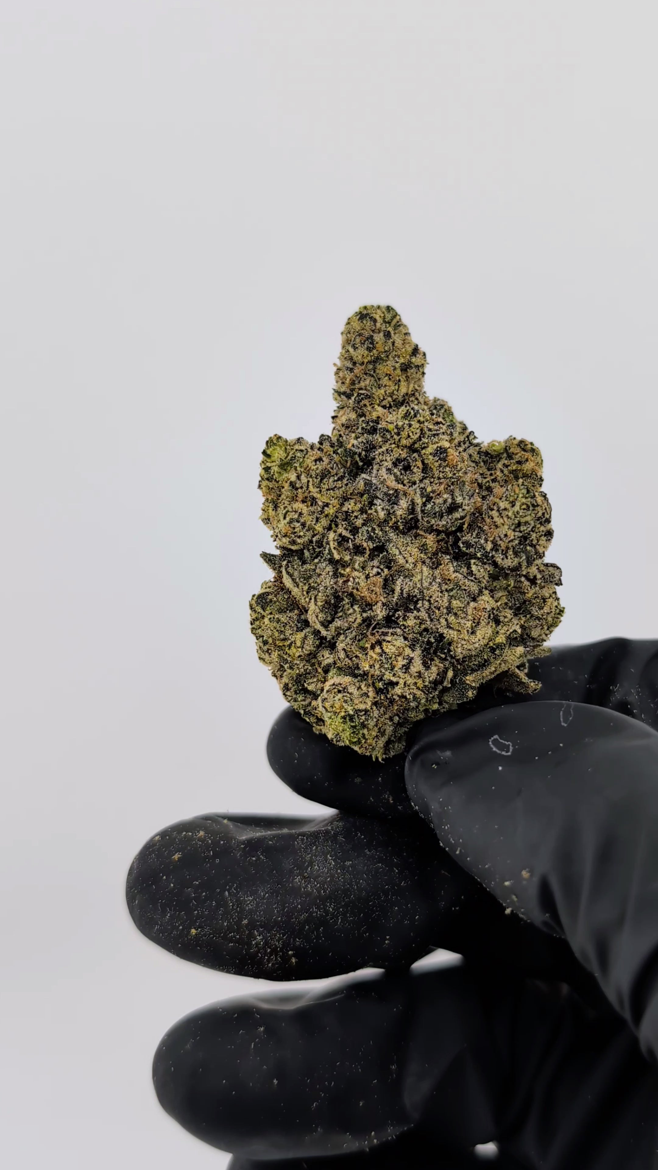Load video: Afghan - 17.61% -  Legendary Flower