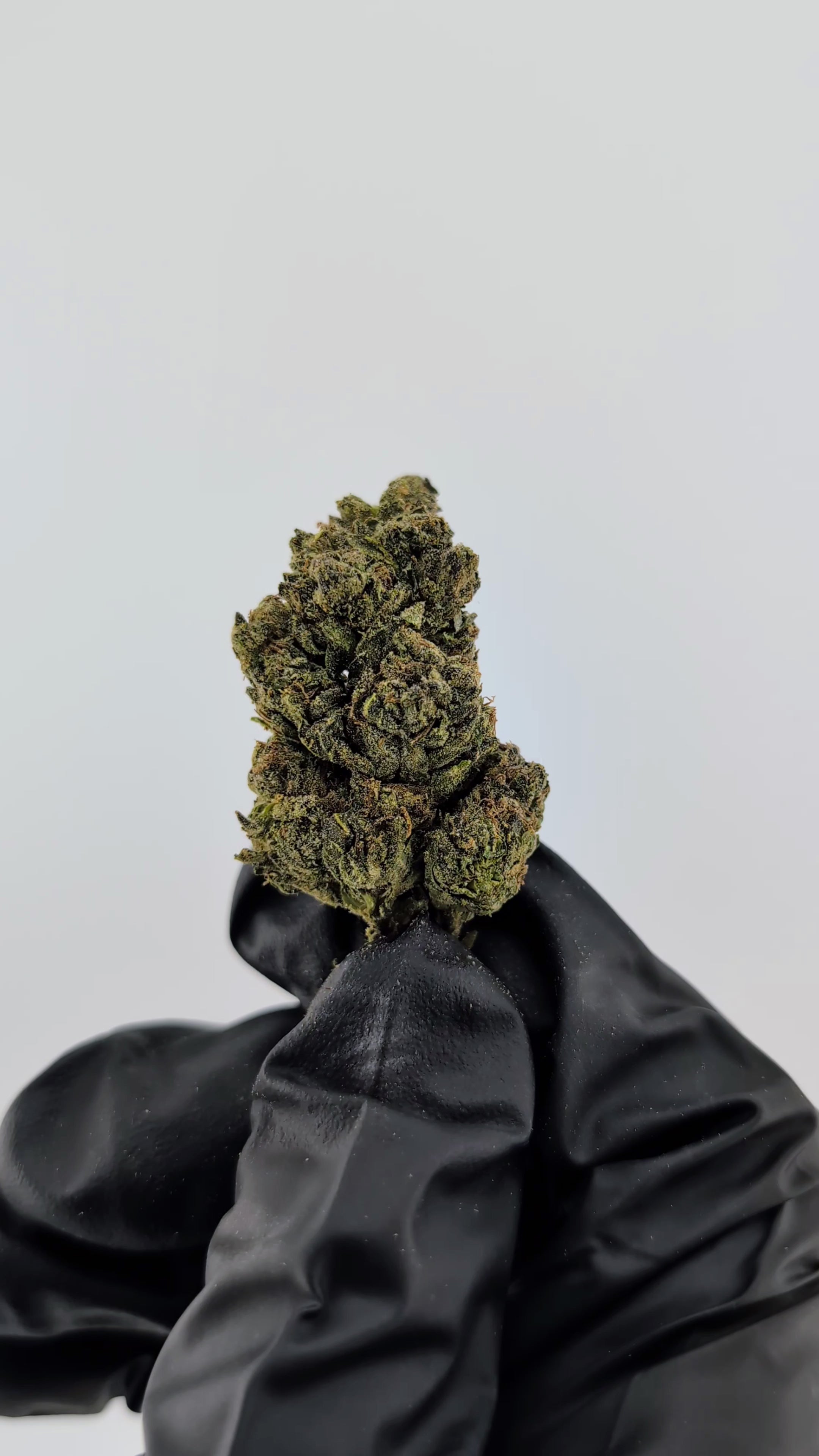 Load video: Lemon OG - 29.28%- Strong Flower