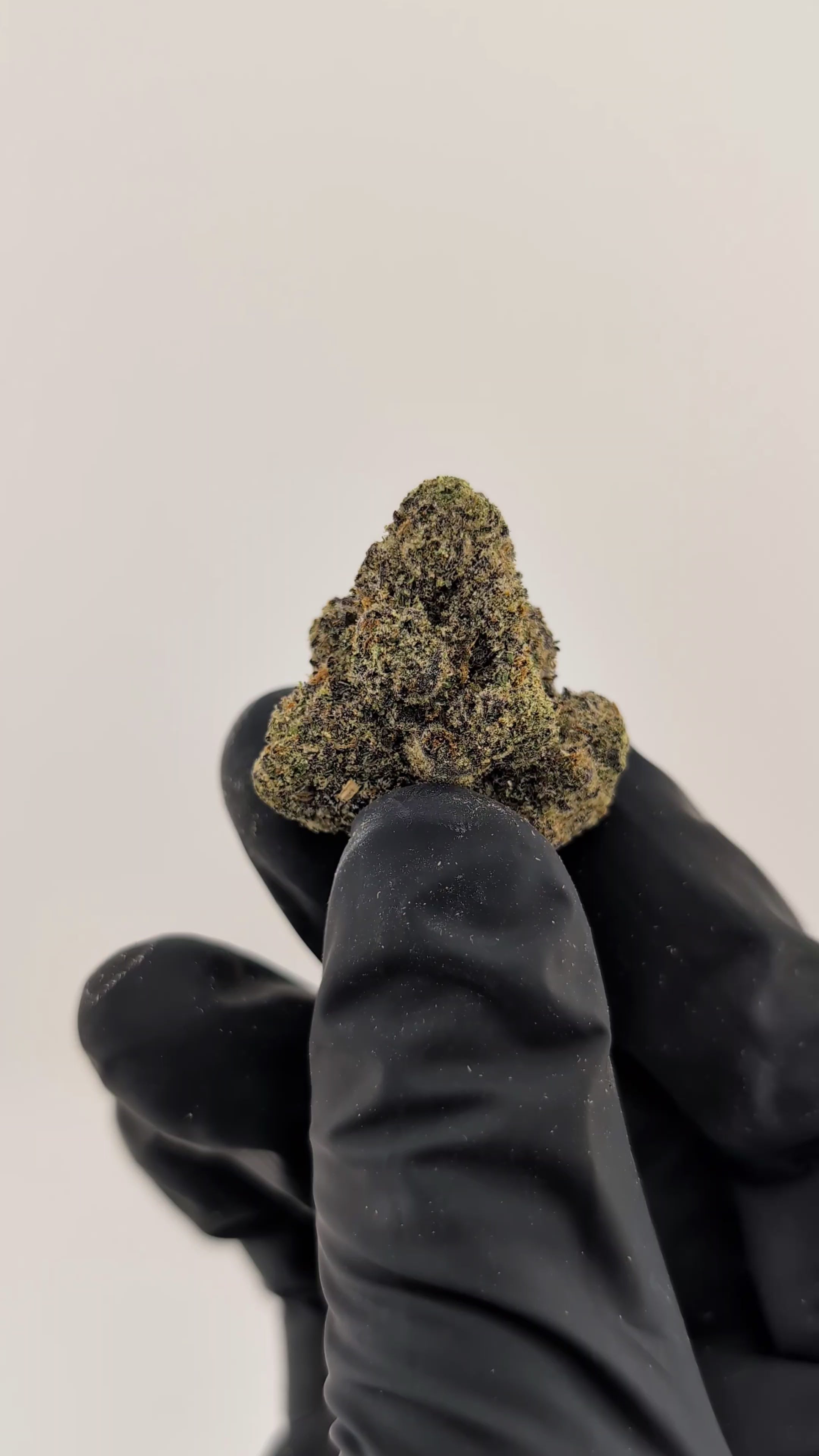 Load video: Head Hunter Flower